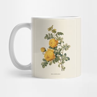 Yellow Rose Antique Botanical Illustration Mug